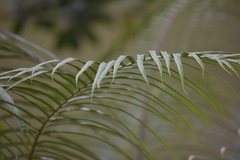 Blechnum