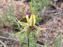Caladenia stricta