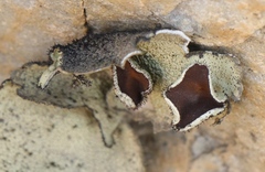 Xanthoparmelia hottentotta