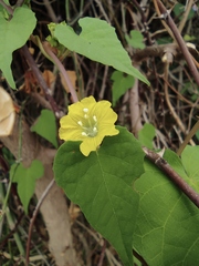 Merremia hederacea