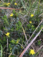 Hibbertia sericea