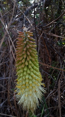 Kniphofia