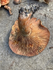 Lactarius deterrimus