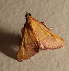 Endotricha pyrosalis