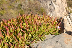Carpobrotus mellei