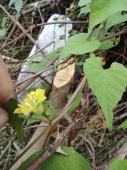 Merremia hederacea