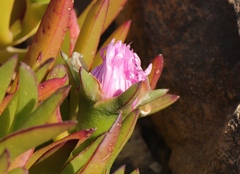 Carpobrotus mellei