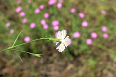 Dianthus chinensis