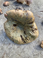 Lactarius deterrimus