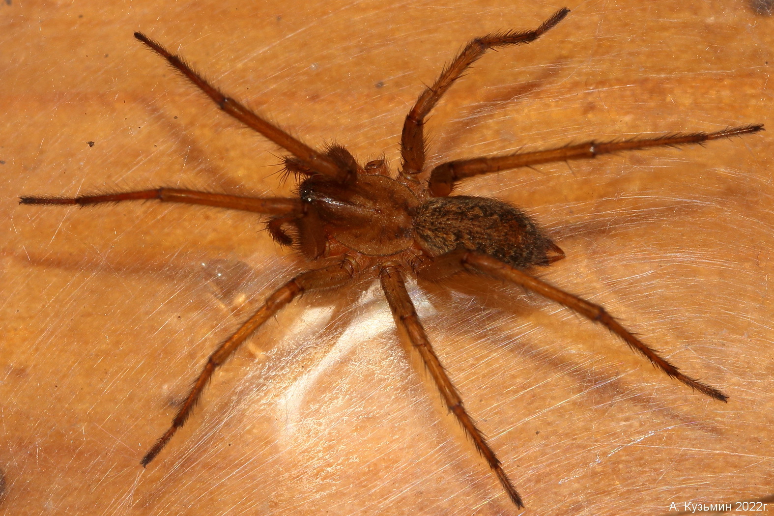 Паук Домовый Бродячий (Eratigena agrestis)