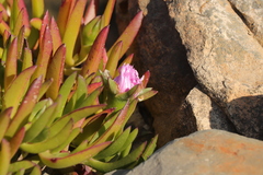 Carpobrotus mellei