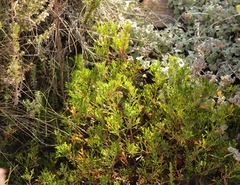 Pelargonium laevigatum laevigatum