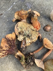 Lactarius deterrimus