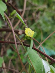 Merremia hederacea