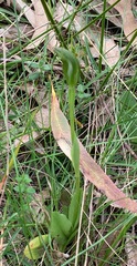 Pterostylis foliata