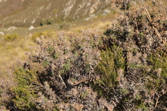 Berkheya cruciata