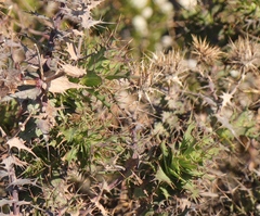 Berkheya cruciata