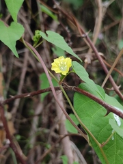 Merremia hederacea