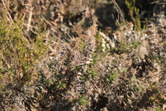 Berkheya cruciata