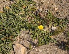 Arctotheca prostrata