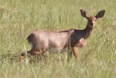 Raphicerus campestris campestris