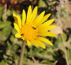 Arctotheca prostrata