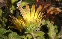 Arctotheca prostrata