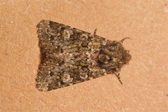 Polymixis lichenea
