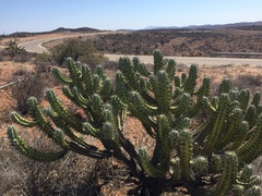 Myrtillocactus cochal