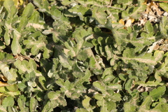 Arctotheca prostrata