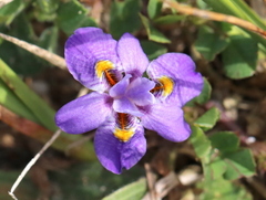 Moraea setifolia