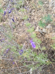 Teucrium orientale