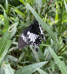 Papilio nephelus