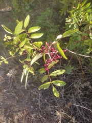 Pistacia terebinthus