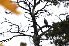 Accipiter gentilis