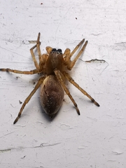 Clubionidae