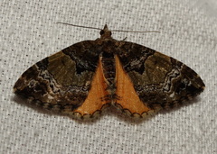 Chrysolarentia phaedra