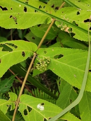 Callicarpa rubella