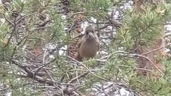 Perisoreus infaustus