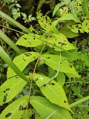 Callicarpa rubella