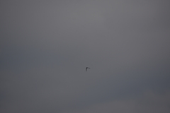 Aerodramus germani germani