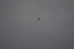 Aerodramus germani germani