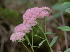 Hylotelephium maximum × spectabile