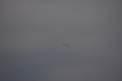 Aerodramus germani germani