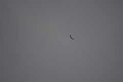 Aerodramus germani germani