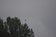 Aerodramus germani germani
