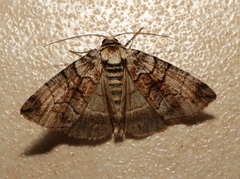 Dysbatus singularis