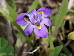 Moraea setifolia