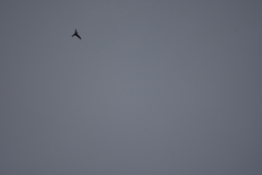 Aerodramus germani germani