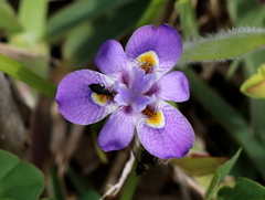 Moraea setifolia